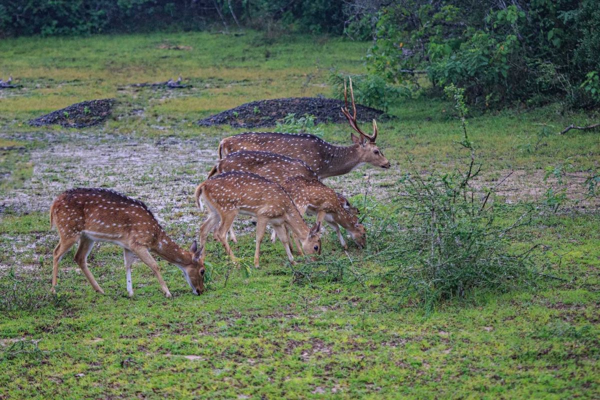 wilpattu1